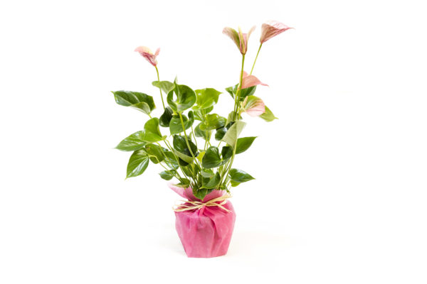 Anthurium rosa
