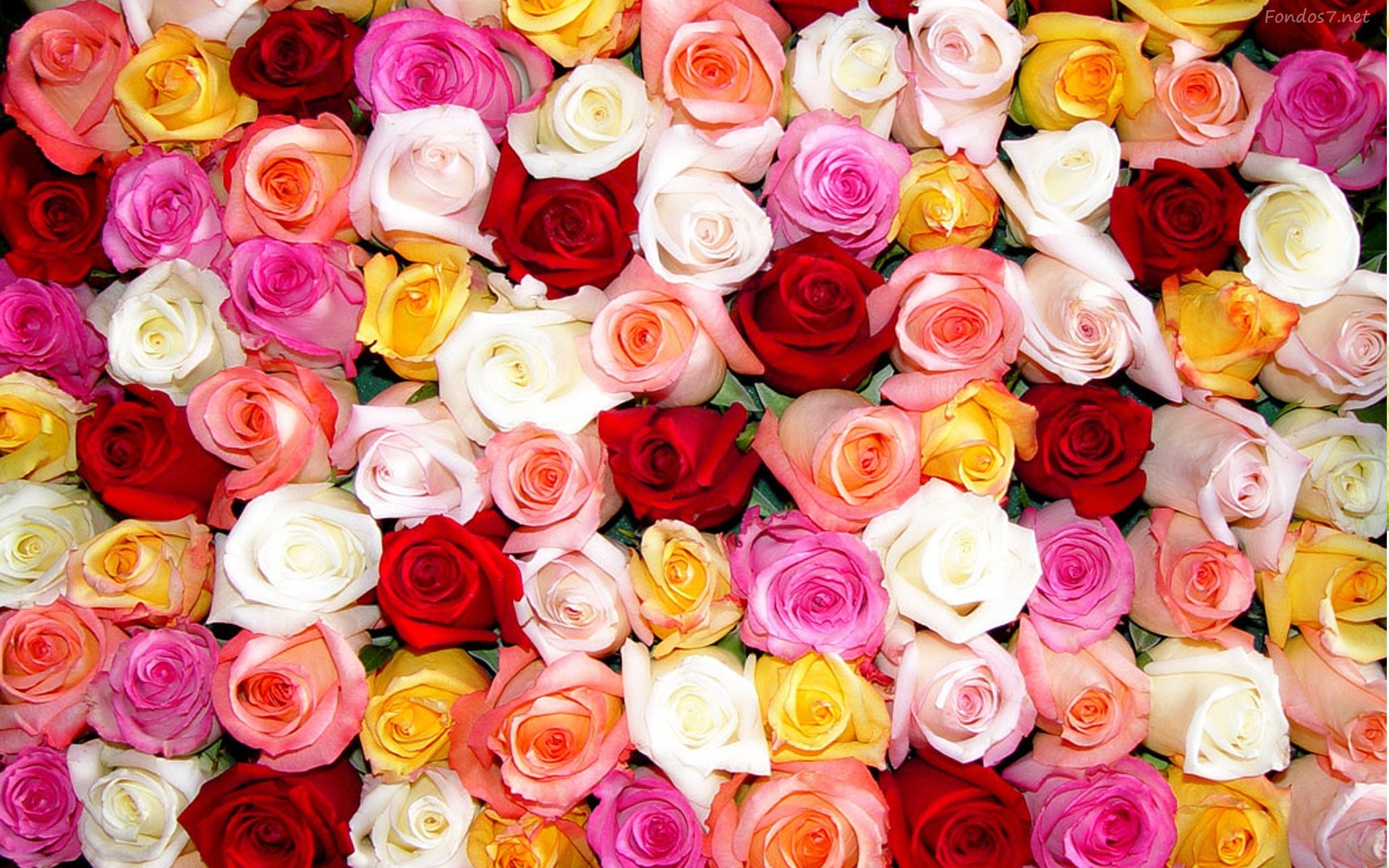 Significado de las rosas según su color - Floristería en Valencia